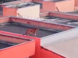 MG: onça é flagrada caminhando sobre telhados de casas; VEJA VÍDEO Onça é flagrada caminhando sobre telhados de casas na Grande BH; VEJA VÍDEO