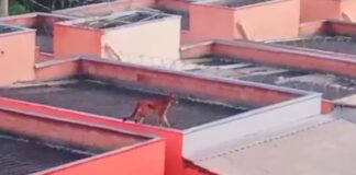 MG: onça é flagrada caminhando sobre telhados de casas; VEJA VÍDEO Onça é flagrada caminhando sobre telhados de casas na Grande BH; VEJA VÍDEO