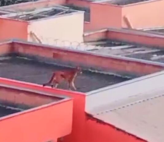 MG: onça é flagrada caminhando sobre telhados de casas; VEJA VÍDEO Onça é flagrada caminhando sobre telhados de casas na Grande BH; VEJA VÍDEO