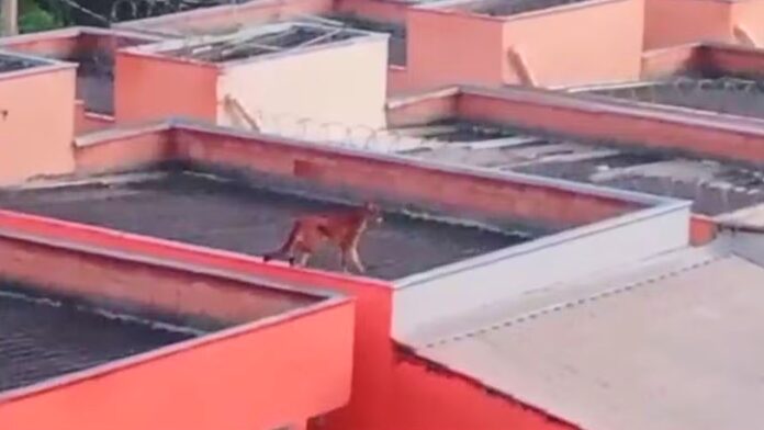 Onça é flagrada caminhando sobre telhados de casas na Grande BH; VEJA VÍDEO Onça é flagrada caminhando sobre telhados de casas na Grande BH; VEJA VÍDEO