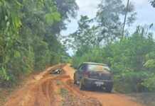 MG: ataque de abelhas deixa um morto e três feridos MG: ataque de abelhas deixa um morto e três feridos