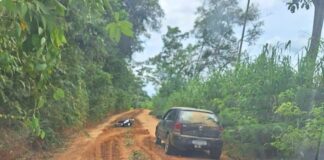 MG: ataque de abelhas deixa um morto e três feridos MG: ataque de abelhas deixa um morto e três feridos