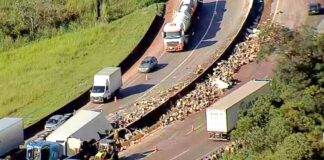 MG: caminhão com carga de maçãs tomba na BR-381; motorista fica ferido MG: caminhão com carga de maçãs tomba na BR-381; motorista fica ferido