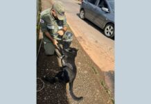 Itabirito: após latir muito ‘pedindo socorro’, cão ilhado no Carioca fica feliz ao ser resgatado pela Brigada Itabirito: após latir muito 'pedindo socorro', cão ilhado no Carioca fica feliz ao ser resgatado pela Brigada