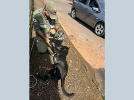 Itabirito: após latir muito ‘pedindo socorro’, cão ilhado no Carioca fica feliz ao ser resgatado pela Brigada Itabirito: após latir muito 'pedindo socorro', cão ilhado no Carioca fica feliz ao ser resgatado pela Brigada