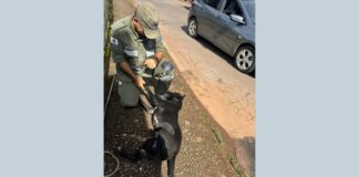 Itabirito: após latir muito ‘pedindo socorro’, cão ilhado no Carioca fica feliz ao ser resgatado pela Brigada Itabirito: após latir muito 'pedindo socorro', cão ilhado no Carioca fica feliz ao ser resgatado pela Brigada