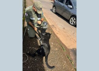 Itabirito: após latir muito ‘pedindo socorro’, cão ilhado no Carioca fica feliz ao ser resgatado pela Brigada Itabirito: após latir muito 'pedindo socorro', cão ilhado no Carioca fica feliz ao ser resgatado pela Brigada