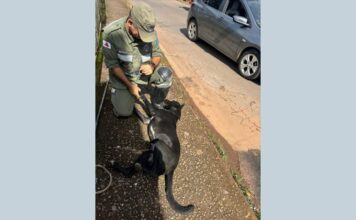 Itabirito: após latir muito ‘pedindo socorro’, cão ilhado no Carioca fica feliz ao ser resgatado pela Brigada Itabirito: após latir muito 'pedindo socorro', cão ilhado no Carioca fica feliz ao ser resgatado pela Brigada
