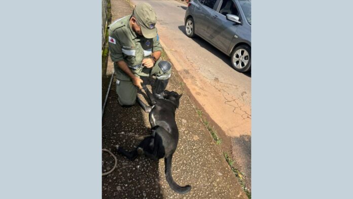 Itabirito: após latir muito 'pedindo socorro', cão ilhado no Carioca fica feliz ao ser resgatado pela Brigada Itabirito: após latir muito 'pedindo socorro', cão ilhado no Carioca fica feliz ao ser resgatado pela Brigada
