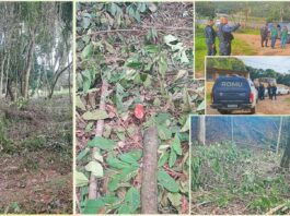 Itabirito: ação conjunta flagra desmatamento irregular às margens do Velhas; empreendimento embargado