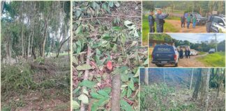 Itabirito: ação conjunta flagra desmatamento irregular às margens do Velhas; empreendimento embargado