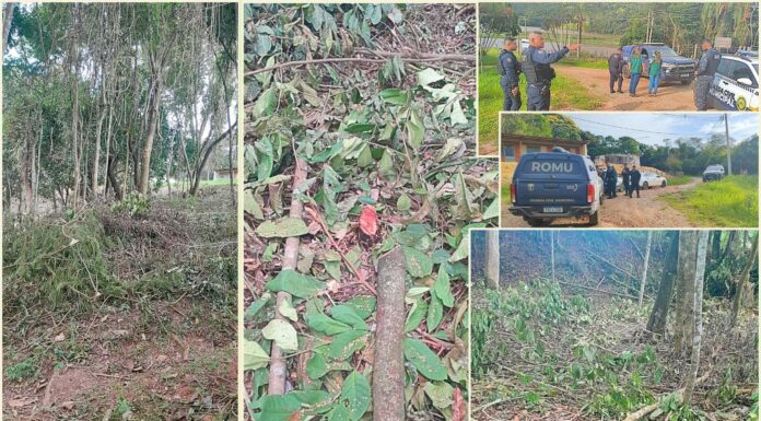 Acuruí, Itabirito: ação conjunta flagra desmatamento irregular às margens do Velhas; empreendimento embargado
