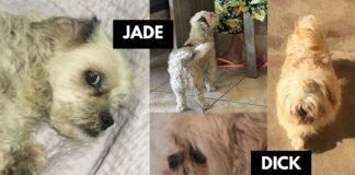 Itabirito: família pede ajuda para encontrar 2 cães que desapareceram; tutora oferece recompensa Itabirito: família pede ajuda para encontrar 2 cães que desapareceram; tutora oferece recompensa