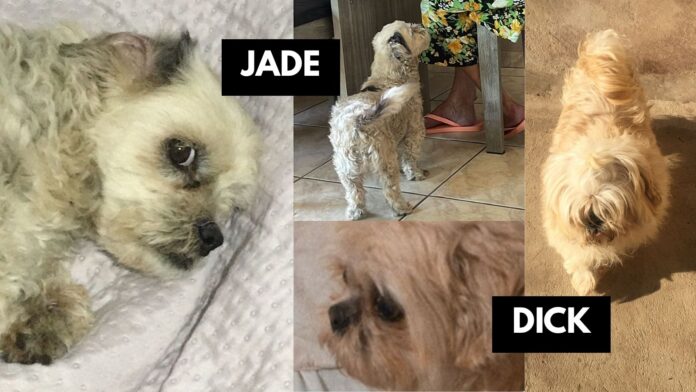 Itabirito: família pede ajuda para encontrar 2 cães que desapareceram; tutora oferece recompensa