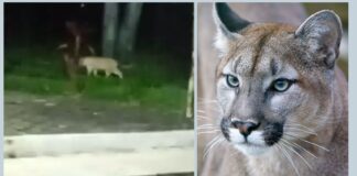 Itabirito: suposta onça-parda é filmada em Acuruí Itabirito: suposta onça-parda é filmada em Acuruí