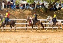 Mariana recebe 6ª Semana do Cavalo Mangalarga Marchador neste fim de semana Mariana recebe 6ª Semana do Cavalo Mangalarga Marchador neste fim de semana