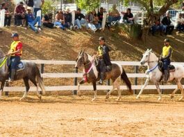 Mariana recebe 6ª Semana do Cavalo Mangalarga Marchador neste fim de semana Mariana recebe 6ª Semana do Cavalo Mangalarga Marchador neste fim de semana
