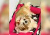 Itabirito: cachorrinha é furtada dentro de casa no Santa Tereza; tutores pedem ajuda para encontrá-la Itabirito: cachorrinha é furtada dentro de casa no Santa Tereza; tutores pedem ajuda para encontrá-la
