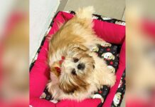 Itabirito: cachorrinha é furtada dentro de casa no Santa Tereza; tutores pedem ajuda para encontrá-la Itabirito: cachorrinha é furtada dentro de casa no Santa Tereza; tutores pedem ajuda para encontrá-la