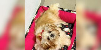 Itabirito: cachorrinha é furtada dentro de casa no Santa Tereza; tutores pedem ajuda para encontrá-la Itabirito: cachorrinha é furtada dentro de casa no Santa Tereza; tutores pedem ajuda para encontrá-la