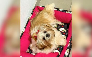 Itabirito: cachorrinha é furtada dentro de casa no Santa Tereza; tutores pedem ajuda para encontrá-la Itabirito: cachorrinha é furtada dentro de casa no Santa Tereza; tutores pedem ajuda para encontrá-la