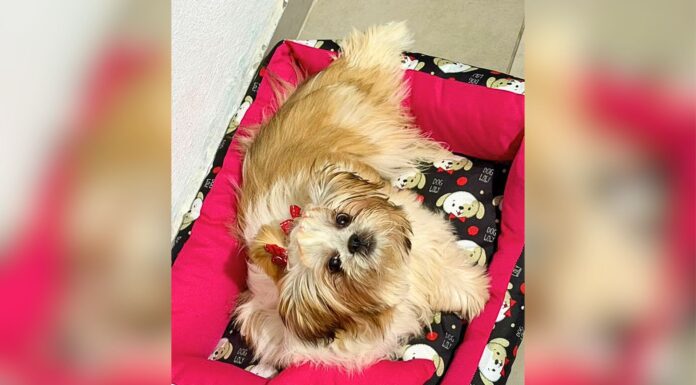 Itabirito: cachorrinha é furtada dentro de casa no Santa Tereza; tutores pedem ajuda para encontrá-la Itabirito: cachorrinha é furtada dentro de casa no Santa Tereza; tutores pedem ajuda para encontrá-la