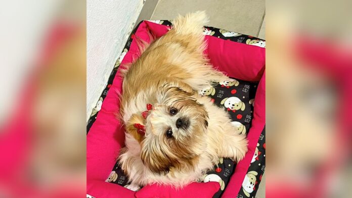 Itabirito: cachorrinha é furtada dentro de casa no Santa Tereza; tutores pedem ajuda para encontrá-la Itabirito: cachorrinha é furtada dentro de casa no Santa Tereza; tutores pedem ajuda para encontrá-la