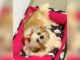 Itabirito: cachorrinha é furtada dentro de casa no Santa Tereza; tutores pedem ajuda para encontrá-la Itabirito: cachorrinha é furtada dentro de casa no Santa Tereza; tutores pedem ajuda para encontrá-la
