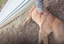 MG: onça-parda morre após ser atropelada na BR-381 MG: onça-parda morre após ser atropelada na BR-381