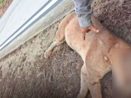 MG: onça-parda morre após ser atropelada na BR-381 MG: onça-parda morre após ser atropelada na BR-381