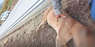 MG: onça-parda morre após ser atropelada na BR-381 MG: onça-parda morre após ser atropelada na BR-381
