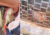 Perto do Trevo do Maracujá: seriema atropelada na BR-356 quebra perna e mobiliza Brigada de Itabirito Perto do Trevo do Maracujá: seriema atropelada na BR-356 quebra perna e mobiliza Brigada de Itabirito