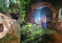 Égua cai em ribanceira e mobiliza resgate com Brigada e caminhão munck em Itabirito Égua cai em ribanceira e mobiliza resgate com Brigada e caminhão munck em Itabirito