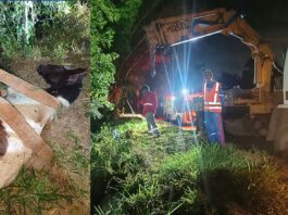 Égua cai em ribanceira e mobiliza resgate com Brigada e caminhão munck em Itabirito Égua cai em ribanceira e mobiliza resgate com Brigada e caminhão munck em Itabirito