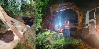 Égua cai em ribanceira e mobiliza resgate com Brigada e caminhão munck em Itabirito Égua cai em ribanceira e mobiliza resgate com Brigada e caminhão munck em Itabirito