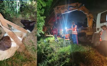 Égua cai em ribanceira e mobiliza resgate com Brigada e caminhão munck em Itabirito Égua cai em ribanceira e mobiliza resgate com Brigada e caminhão munck em Itabirito