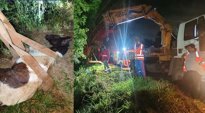 Égua cai em ribanceira e mobiliza resgate com Brigada e caminhão munck em Itabirito Égua cai em ribanceira e mobiliza resgate com Brigada e caminhão munck em Itabirito
