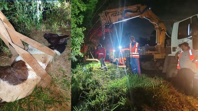 Égua cai em ribanceira e mobiliza resgate com Brigada e caminhão munck em Itabirito