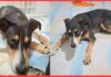 Família pede ajuda para encontrar cachorrinha desaparecida em Itabirito Família pede ajuda para encontrar cachorrinha desaparecida em Itabirito