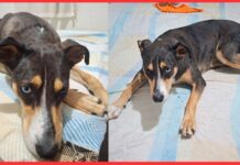 Família pede ajuda para encontrar cachorrinha desaparecida em Itabirito Família pede ajuda para encontrar cachorrinha desaparecida em Itabirito