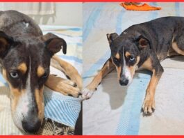 Família pede ajuda para encontrar cachorrinha desaparecida em Itabirito Família pede ajuda para encontrar cachorrinha desaparecida em Itabirito