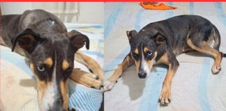 Família pede ajuda para encontrar cachorrinha desaparecida em Itabirito Família pede ajuda para encontrar cachorrinha desaparecida em Itabirito