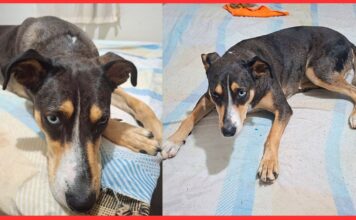 Família pede ajuda para encontrar cachorrinha desaparecida em Itabirito Família pede ajuda para encontrar cachorrinha desaparecida em Itabirito