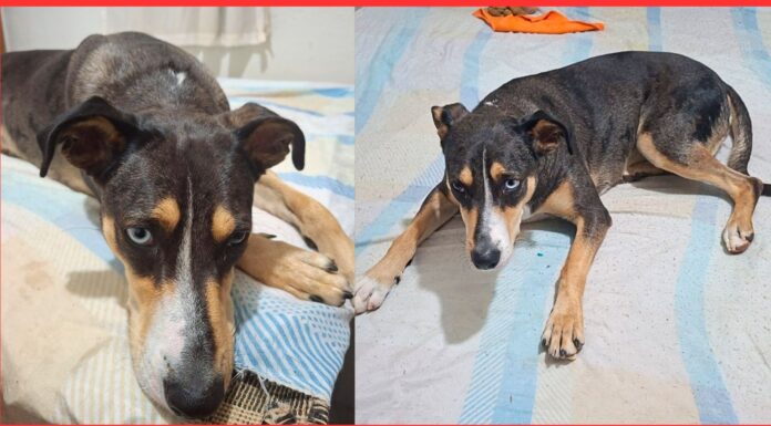 Família pede ajuda para encontrar cachorrinha desaparecida em Itabirito Família pede ajuda para encontrar cachorrinha desaparecida em Itabirito