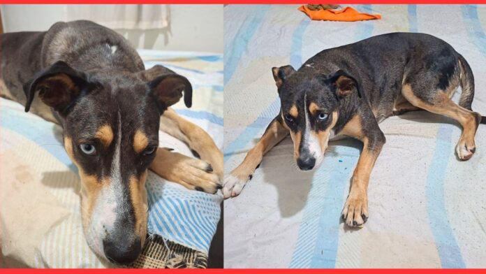Família pede ajuda para encontrar cachorrinha desaparecida em Itabirito