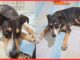 Família pede ajuda para encontrar cachorrinha desaparecida em Itabirito Família pede ajuda para encontrar cachorrinha desaparecida em Itabirito