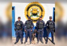 Reforço canino: GCM de Ouro Preto fortalece patrulhamento com novo cão farejador Reforço canino: GCM de Ouro Preto fortalece patrulhamento com novo cão farejador