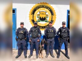 Reforço canino: GCM de Ouro Preto fortalece patrulhamento com novo cão farejador Reforço canino: GCM de Ouro Preto fortalece patrulhamento com novo cão farejador