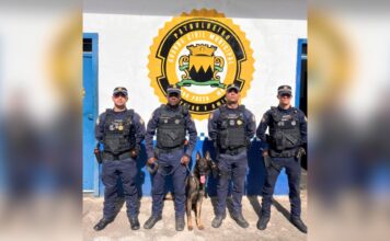Reforço canino: GCM de Ouro Preto fortalece patrulhamento com novo cão farejador Reforço canino: GCM de Ouro Preto fortalece patrulhamento com novo cão farejador