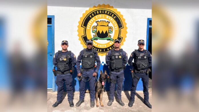 Reforço canino: GCM de Ouro Preto fortalece patrulhamento com novo cão farejador Reforço canino: GCM de Ouro Preto fortalece patrulhamento com novo cão farejador